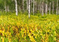 Summer Aspens