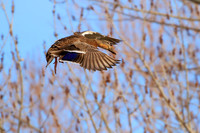 Hen Mallard 186