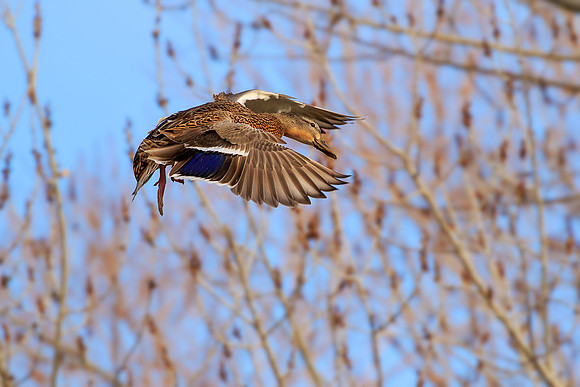 Hen Mallard 186