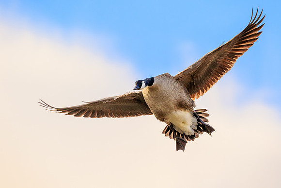 Canadian Goose 281