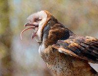Barn Owl 716
