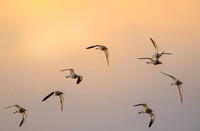 American Avocet 553