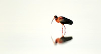 White Faced ibis 061