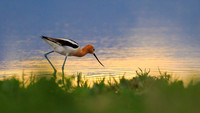 American Avocet 166