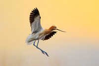 American Avocet 360