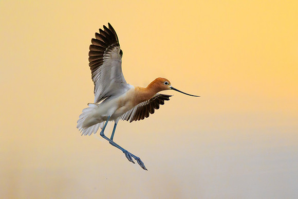 American Avocet 360
