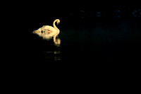 Trumpeter Swan 177