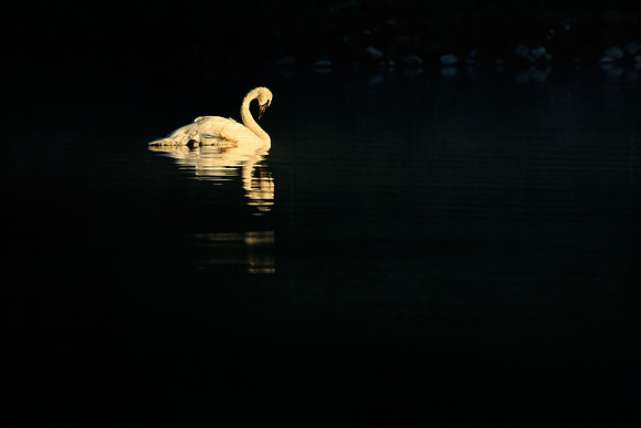 Trumpeter Swan 177