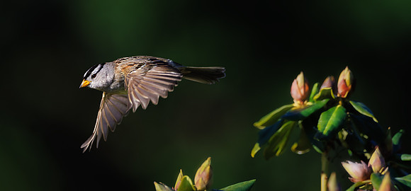 Morning Flight of White Crowned Sparrow