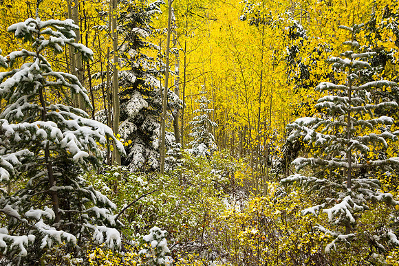 Aspen forest in Utah