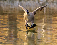 Canadian Goose 253