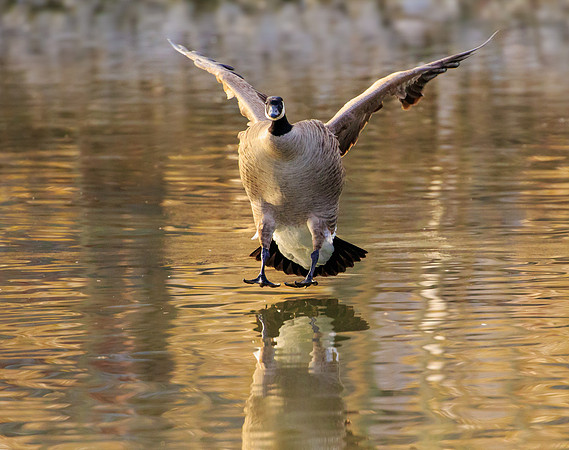 Canadian Goose 253