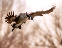 Canadian Goose 287