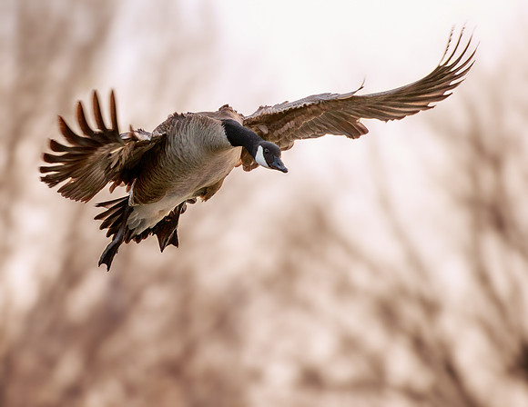 Canadian Goose 287