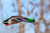 Drake Mallard 225