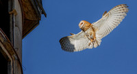 Barn Owl 084