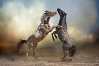 Fighting Stallions
