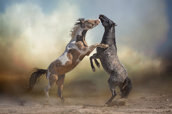 Fighting Stallions