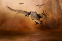Coming in for landing Master