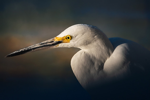 Snowy Egret-Edit