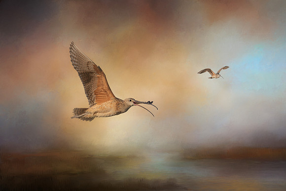 Long-Billed Curlew