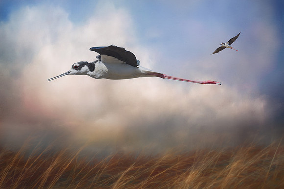 Black Necked Stilt