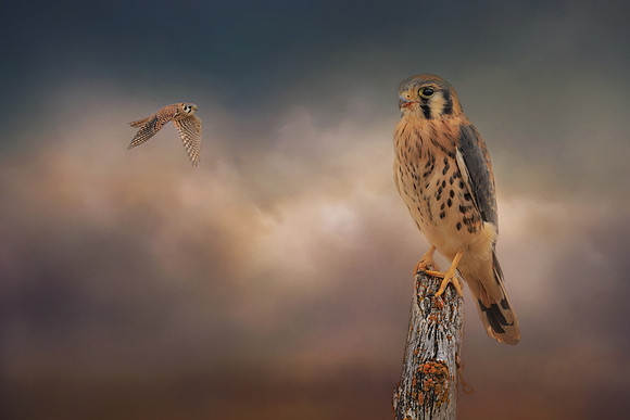 Kestrel Watch
