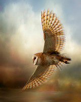 Barn Owl