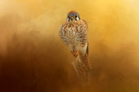 Kestrel perched