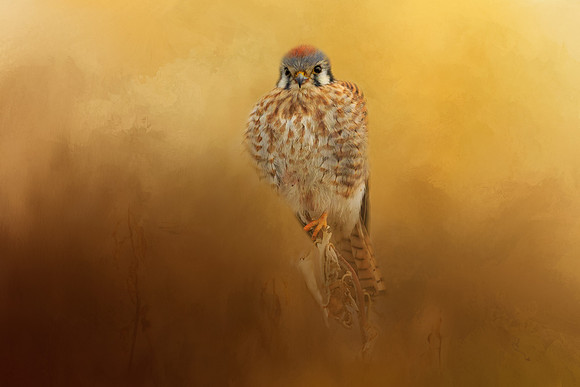 Kestrel perched