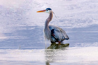 Blue Heron on ice