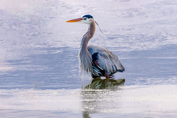 Blue Heron on ice