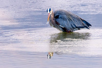 Blue Heron Good Catch