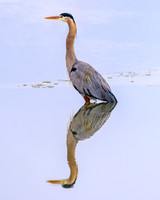 Blue Heron Portrait