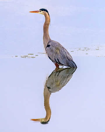 Blue Heron Portrait
