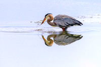 Blue Heron  fishing