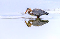 Blue Heron  fishing