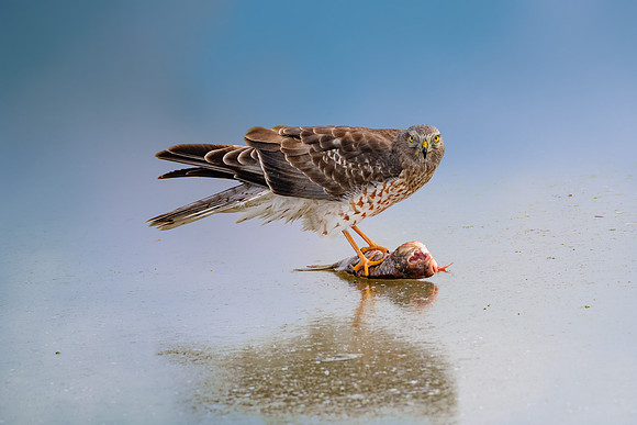 Feeding Time