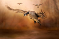 Coming in for a Landing