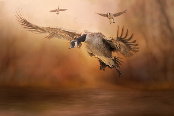 Coming in for a Landing