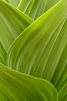Hosta