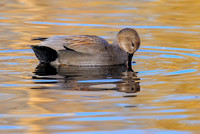 Drake Gadwall 142