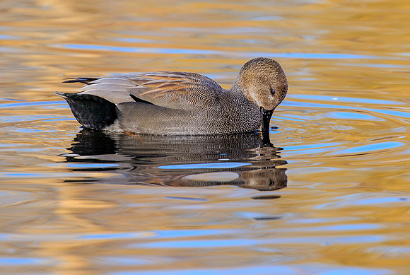 Drake Gadwall 142