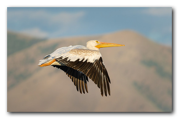 Flight of the American White Pelican