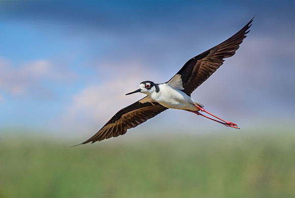 Black-Necked-Stilt-flight