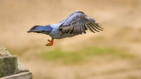 The-Take-off-