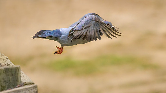 The-Take-off-