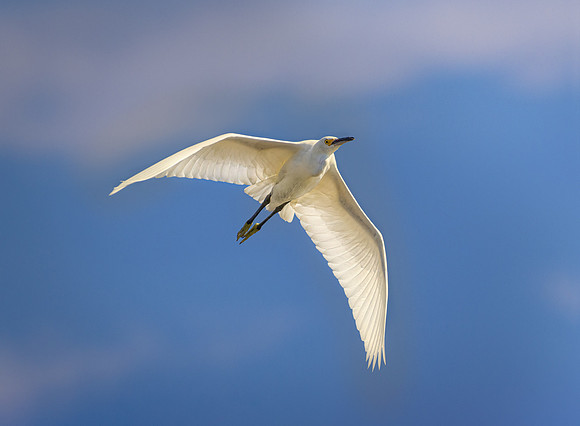 Snowy-Egret-backlit-Master
