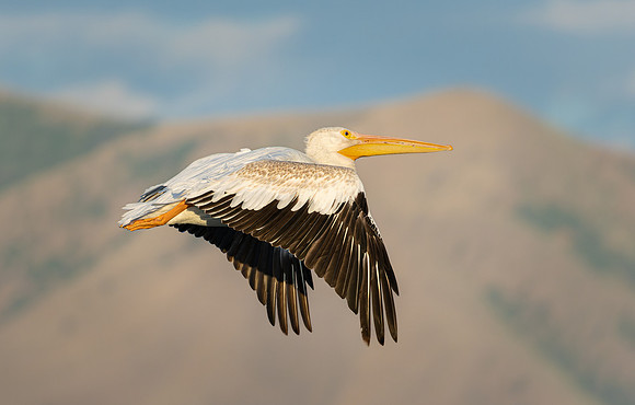 Pelican-flight-Master