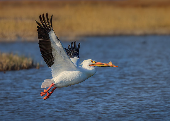 American-White-Pelican-flight_510